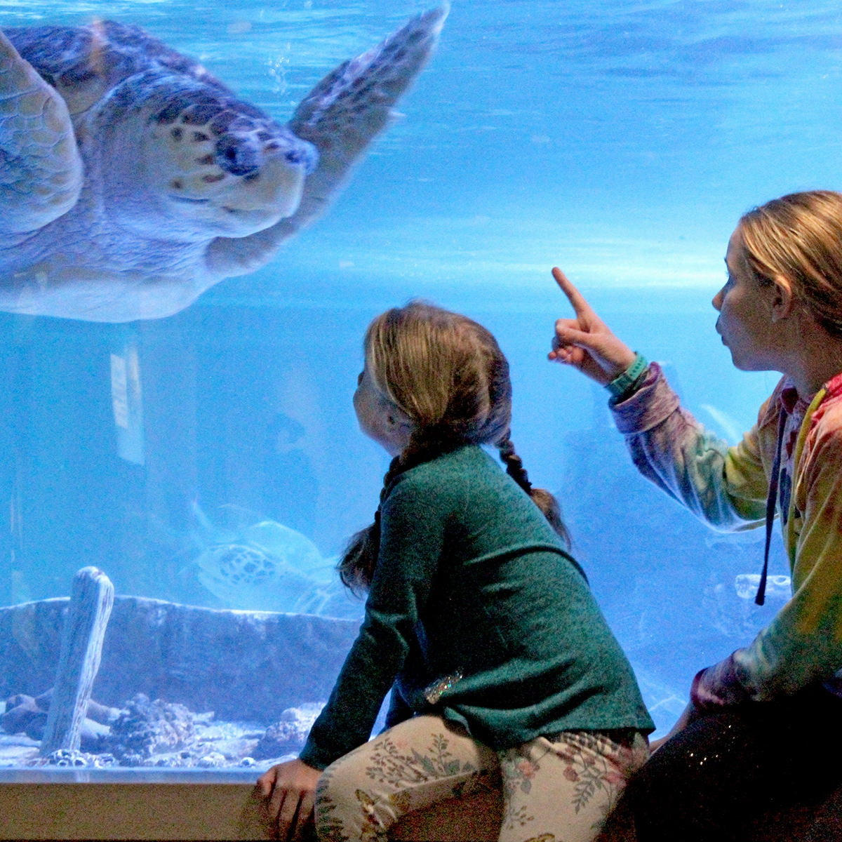 These New England Aquariums Are a Must-Do