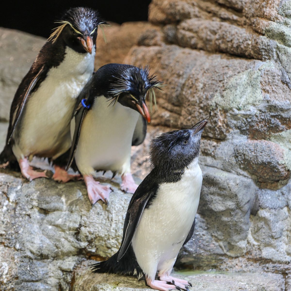 three rockhopper penguins