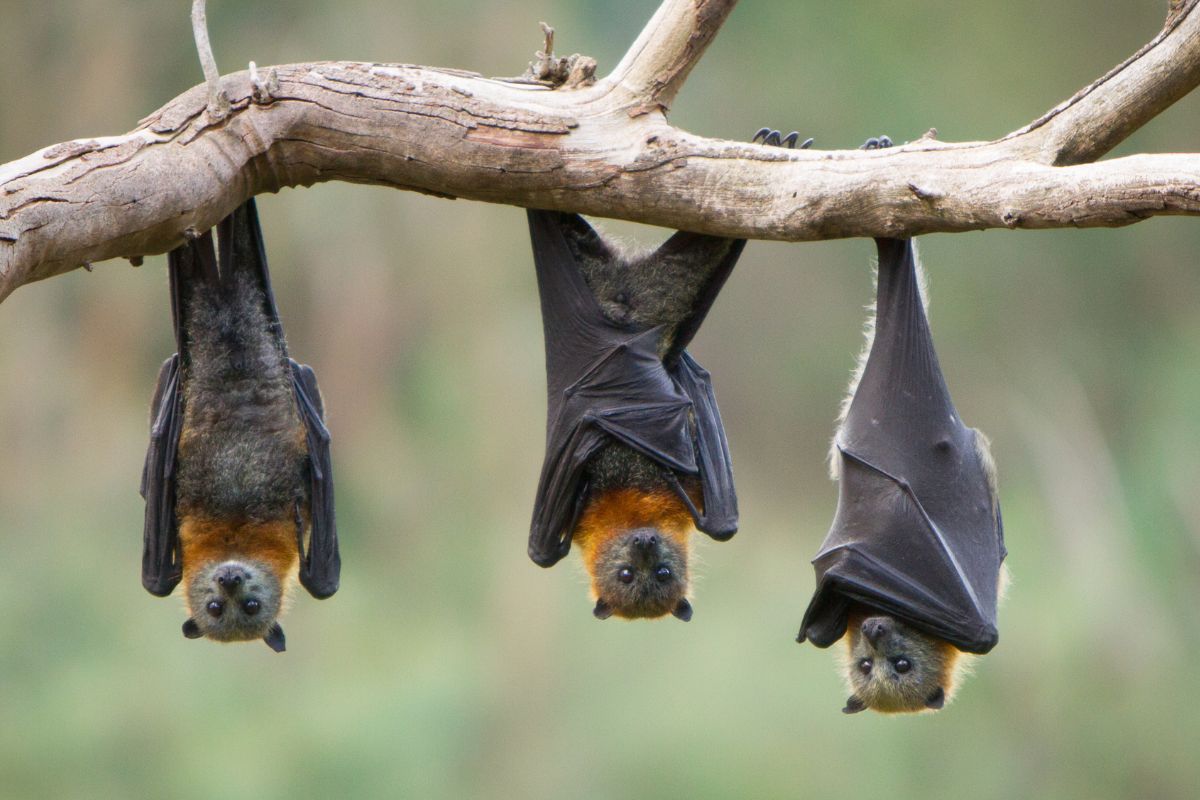 three bats hanging from a branch