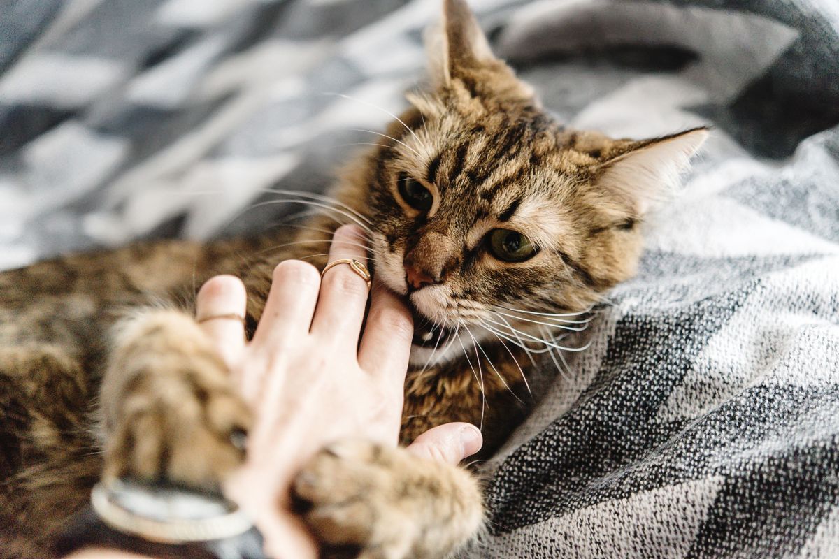 cat biting a person's hand