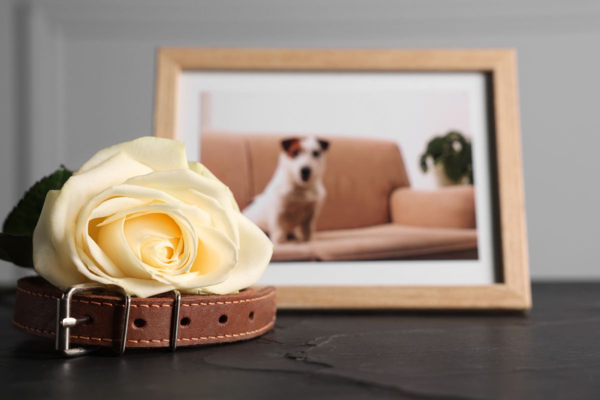 photo of a pet dog, with collar sitting in front of the photo
