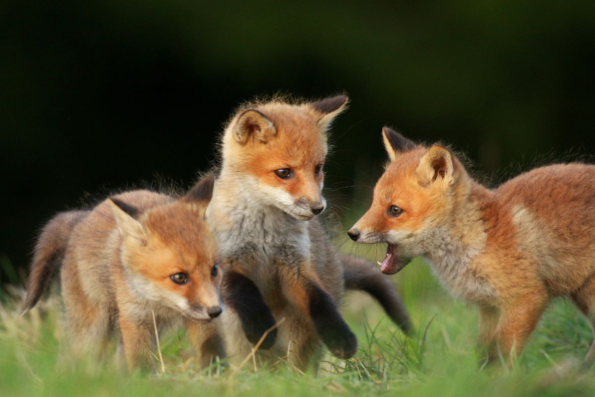 three fox kits play on green grass