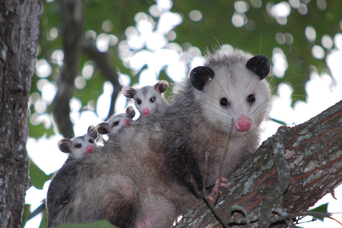 mother opossum in a tree, with three babies on her back