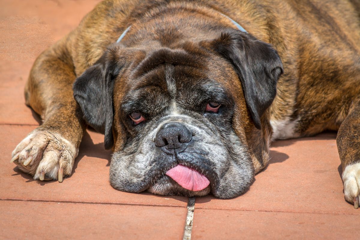 tired-looking dog rests with tongue hanging out