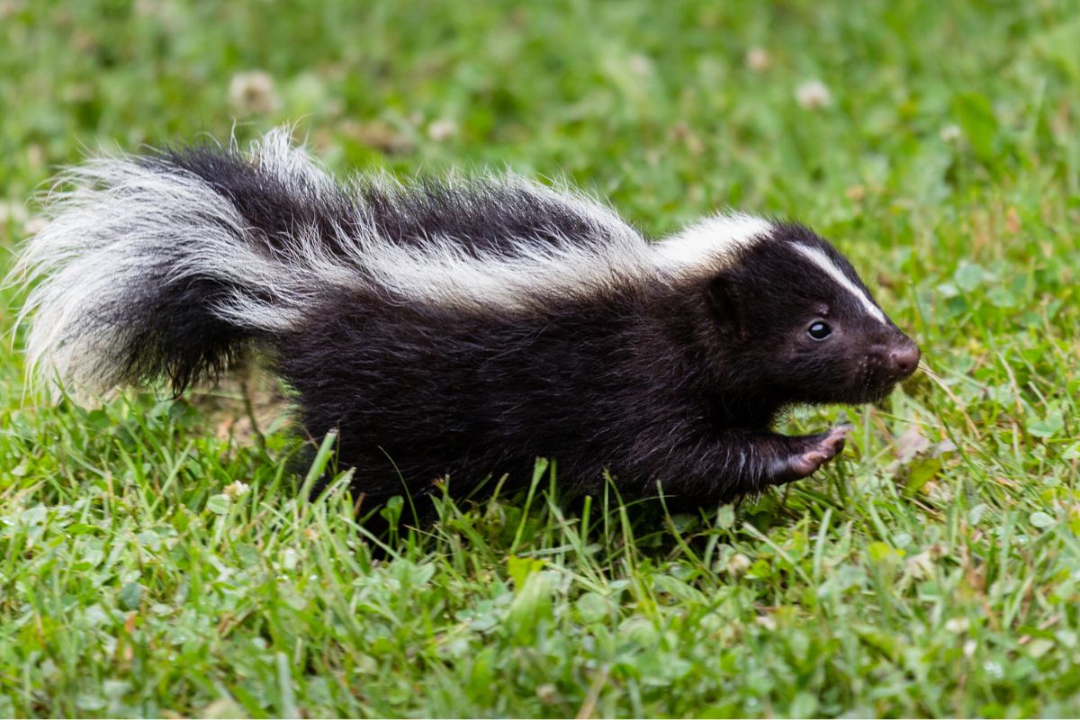 young skunk walking through grass