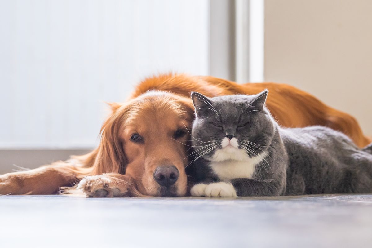 gray cat and golden retriever resting together on the floor