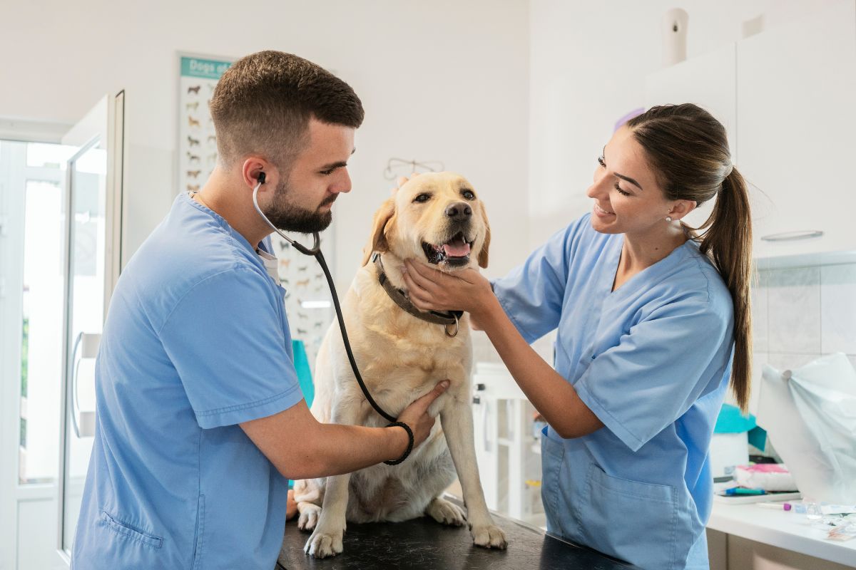 two veterinarians give a check up to a large dog